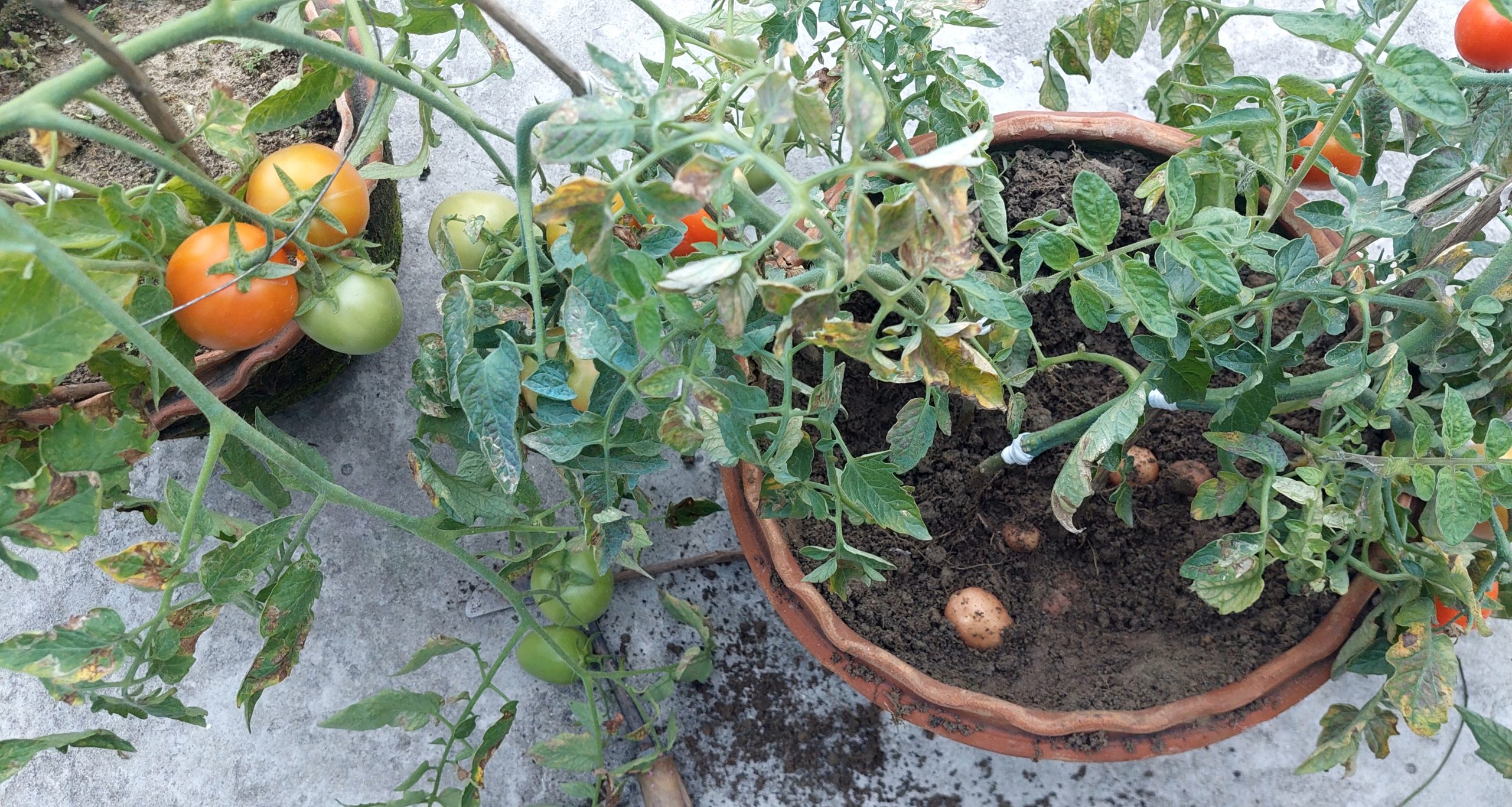 বীরগঞ্জে আলুগাছে ধরেছে টমেটোও