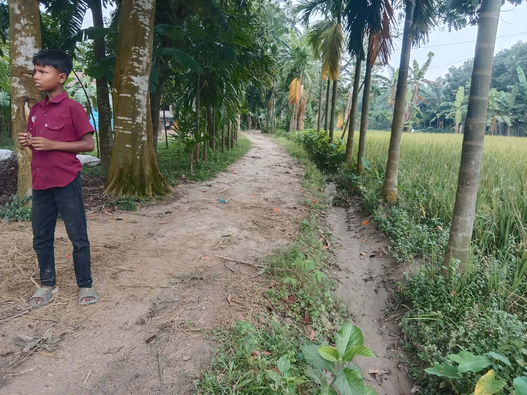 বীরগঞ্জ পল্লীতে সরকারি রাস্তা দখল করে ড্রেন স্থাপনের অভিযোগ, কৃষি আবাদ ব্যাহত