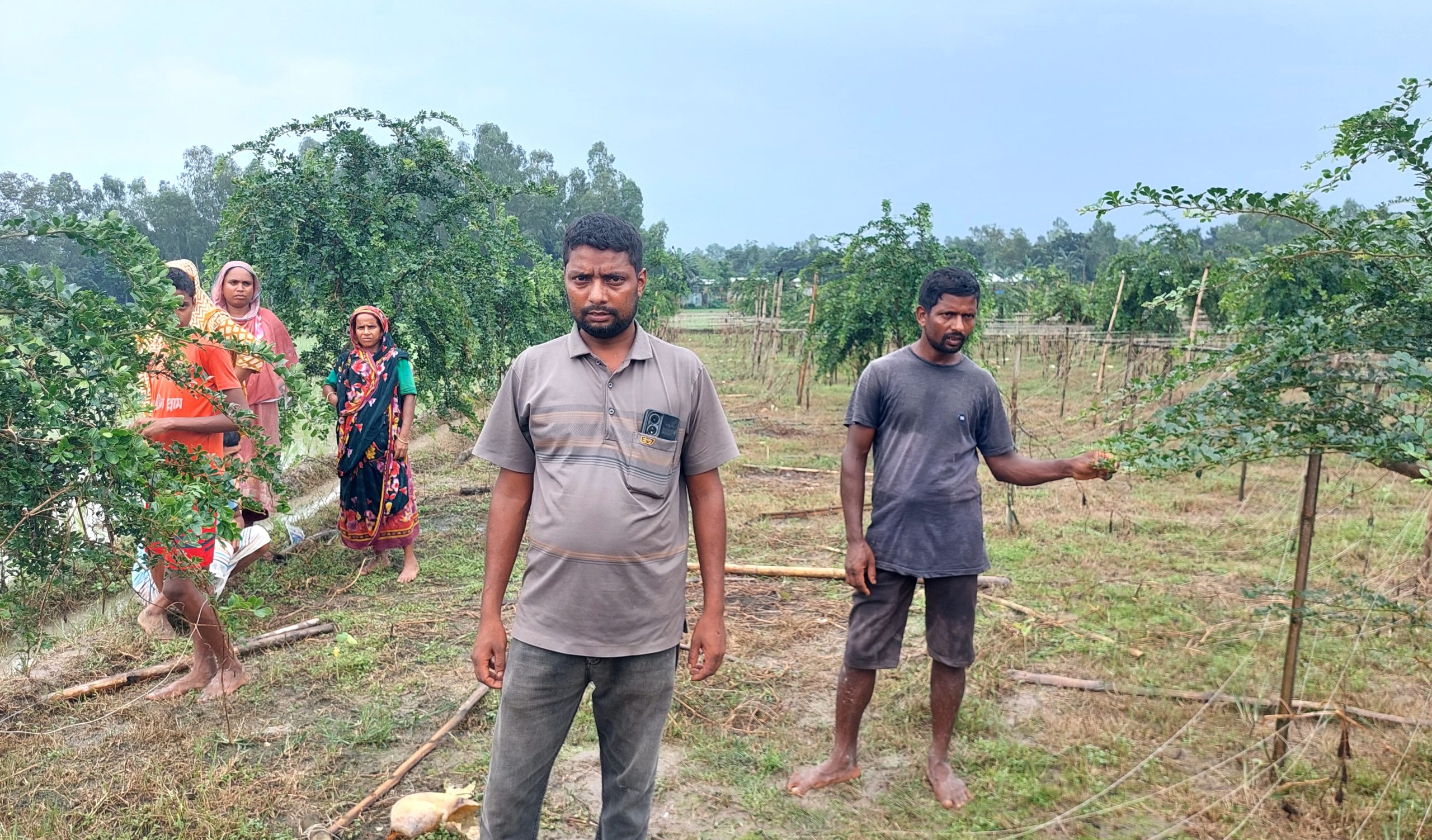 বীরগঞ্জে লাউগাছের জাঙ্গি কাটার অভিযোগ