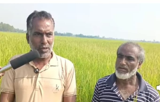 বীরগঞ্জে ধানক্ষেতে বিষ প্রয়োগের অভিযোগ, ক্ষতি ৮০ হাজার টাকা